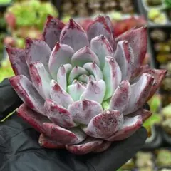 2026年最新】ブラックサバス 多肉の人気アイテム - メルカリ