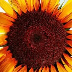 ☆ひろりん☆様専用