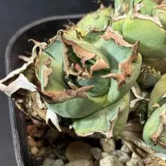 FAP 植物様 リクエスト 2点 まとめ商品