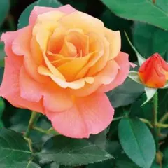 カオリン様 リクエスト 3点 まとめ商品