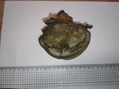 2026年最新】サルノコシカケの人気アイテム - メルカリ