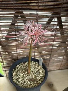 masao様 リクエスト 2点 まとめ商品