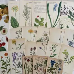2026年最新】アンティークボタニカルアートの人気アイテム - メルカリ