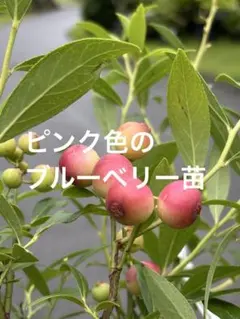 ブルーベリー ピンクレモネード - メルカリ