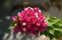 2025年最新】ブーゲンビリア 苗の人気アイテム - メルカリ