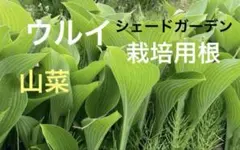 2026年最新】ウルイ 苗の人気アイテム - メルカリ