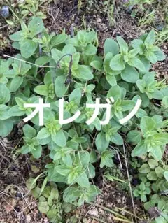 すー様 リクエスト 2点 まとめ商品