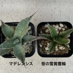 2026年最新】耐寒性アガベの人気アイテム - メルカリ