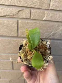 h*n様 フラハンズ #4 ⑤