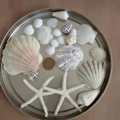天然 貝殻 ヒトデ セット 工作素材