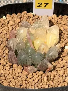 多肉植物 ハオルチア OB-1オブツーサ錦 透明窓 超美品 - メルカリ
