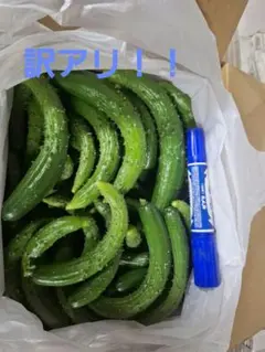 訳アリ！！漬物用ミニきゅうり５キロ