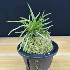 富貴蘭　青竜獅子　株仕立て【鉢付き】　普通郵便のサムネイル