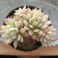 chouchou様 リクエスト 2点 まとめ商品