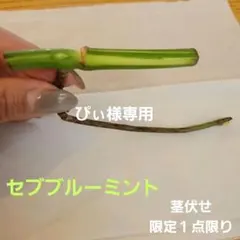 2025年最新】セブブルーミントの人気アイテム - メルカリ