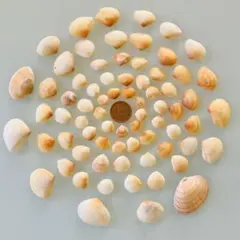 Item thumbnail for item d8cb2e34-b178-4a92-889d-a9b31e1a346d