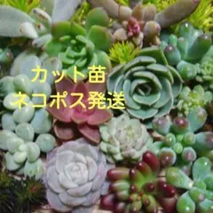 多肉植物☆カット苗セット☆ネコポス発送