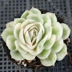 88#観葉植物アエオニウム錦❤️ グリーンメデューサ❤️ 1大頭12cm 拔