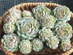 【2000フォロー感謝品】リトルレッドボート⑭★カット苗★エケベリア★多肉植物★