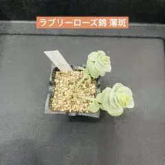 2026年最新】ラブリーローズ錦の人気アイテム - メルカリ