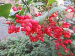 アキオ様 リクエスト 3点 まとめ商品