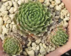 2026年最新】センペルビウムの人気アイテム - メルカリ