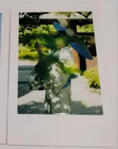 いれいす 実写チェキ 2025 -hotoke- 浴衣