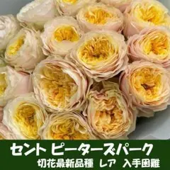 レア切花品種/　バラ苗 レア 希少 バラ苗 切り花品種 6号鉢