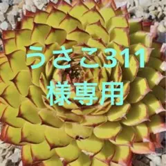 センペルビウムうさこ311様専用 - メルカリ