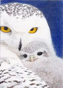 親子フクロウさん〔2L〕色鉛筆画