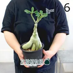 現品】多幸の木 ガジュマル ガジュマルの木 8号鉢 Ⅱ - メルカリ