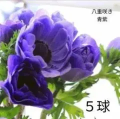 アネモネ球根5球　八重咲き青色のサムネイル