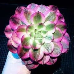 2026年最新】激レア多肉の人気アイテム - メルカリ