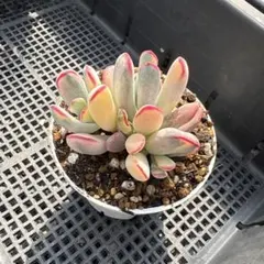 りぺっち様 リクエスト 5点 まとめ商品