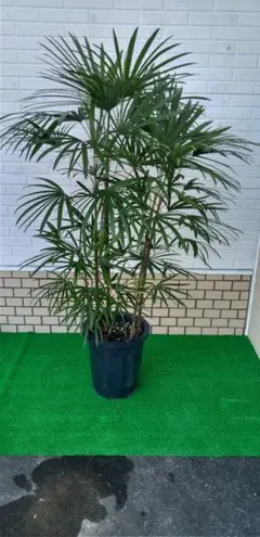 2025年最新】シュロチクの人気アイテム - メルカリ