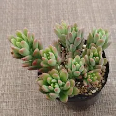 versadense×八千代 多肉植物抜き苗うにのサムネイル