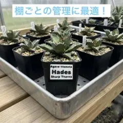⭐︎アガベ⭐︎掛け型ネームタグ（Hades）のサムネイル
