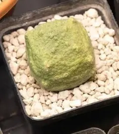 2025年最新】プセウドリトスの人気アイテム - メルカリ