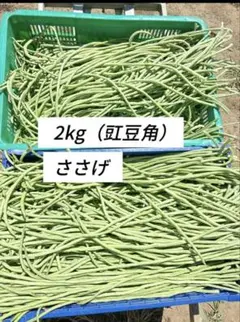 2kg 長野県産　信州　三尺ささげインゲン　豇豆角のサムネイル