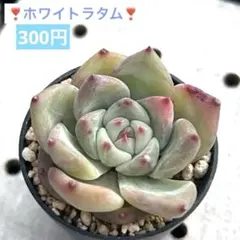 2026年最新】ルイパパさん苗の人気アイテム - メルカリ