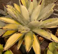 アガベ　マクロアカンサ　黄中斑　乱れ斑 アガベ マクロアカンサ 黄中斑 乱れ斑 アガベ・マクロアカンサの