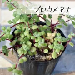 モリモリ！抜き苗 ブロウメアナ 多肉植物 モリモリ！抜き苗 ブロウメアナ 多肉植物