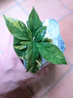 オリーブの木 イタリア製 テラコッタ鉢植え エルグレコ H120 - メルカリ