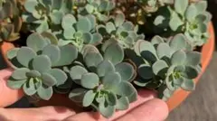 2025年最新】ミセバヤ 赤葉日高の人気アイテム - メルカリ