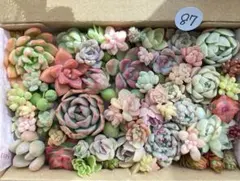 87 多肉植物　多肉弁当　詰め合わせ　寄せ植え　セット　カット苗　韓国苗　セダム