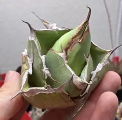 【特価】アガベ　チタノタ　黒豹　極上コンパクト株のサムネイル