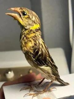 【鳥剥製】ムネアカヒタキ キビタキ属 標本 野鳥 鳥 置物 バードカービング 鳥剥製】ムネアカヒタキ キビタキ属 標本 野鳥 鳥 置物 バード