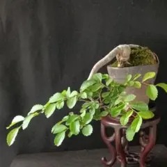 クチナシ 細葉 盆栽 懸崖 7cm - メルカリ
