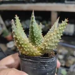 2025年最新】ロウルサンコ アロエの人気アイテム - メルカリ