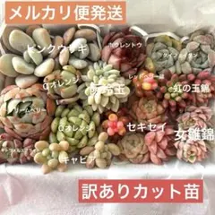 多肉植物カット苗詰め合わせＤ　寄せ植え　エケベリア　韓国苗
